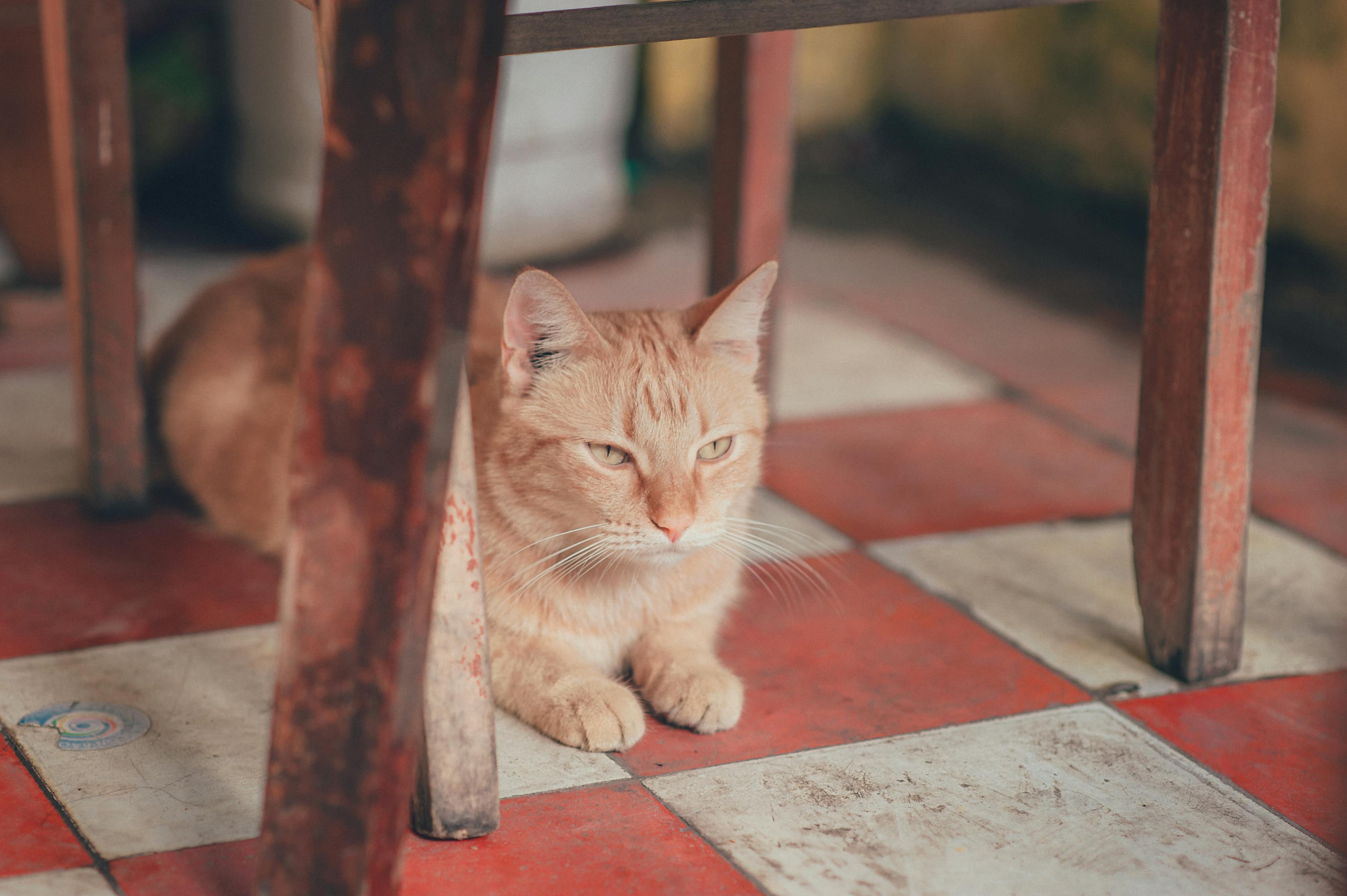 探索养了个猫，如何访问其他玩家的世界