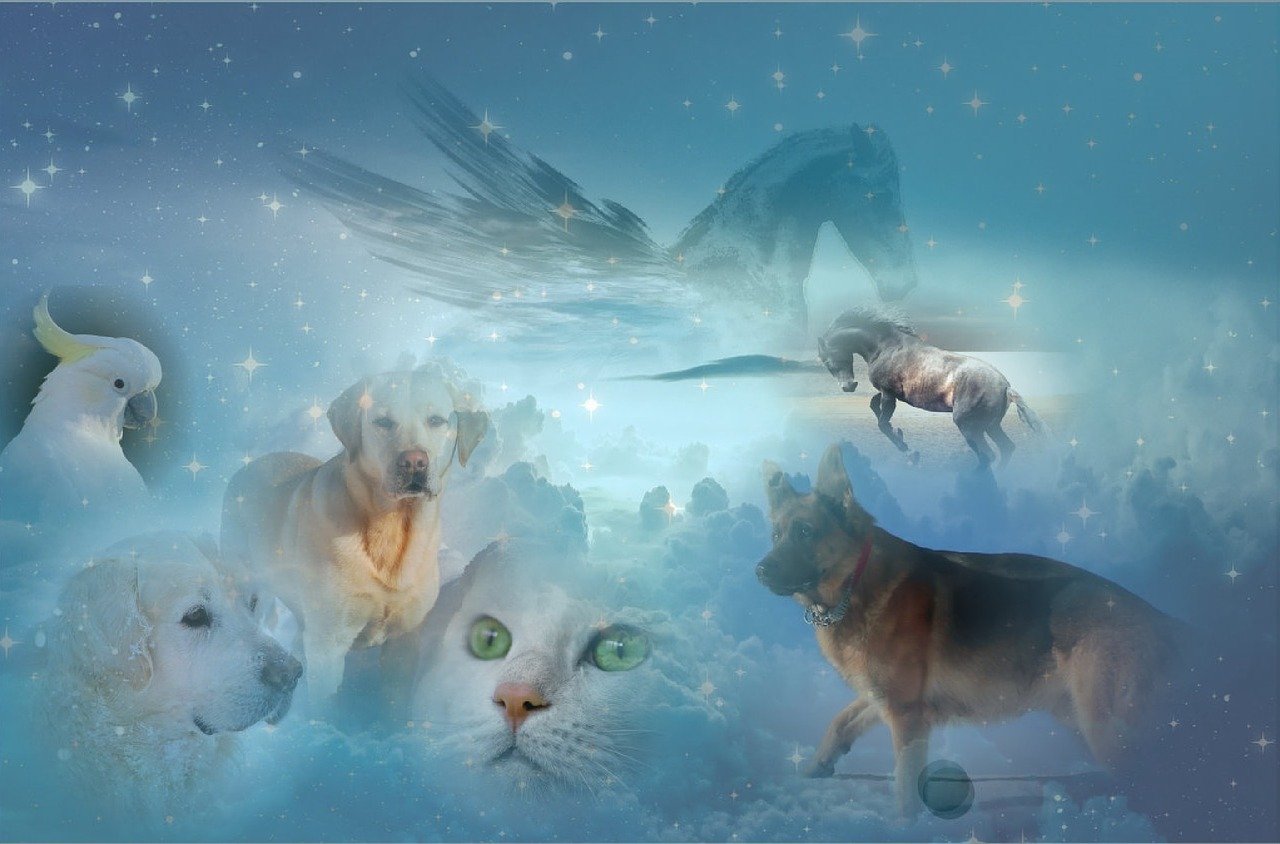 猫咪田园游戏攻略，打造你的梦幻猫咪乐园